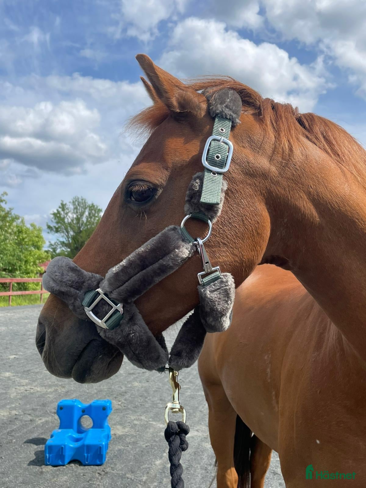 Hästlastbilar  fordon & transport till salu: B korts hästlastbil sökes i Vetlanda - Annons 14