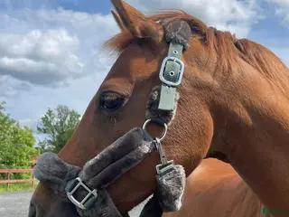 Hästlastbilar fordon & transport till salu: B korts hästlastbil sökes i Vetlanda - Annons 14