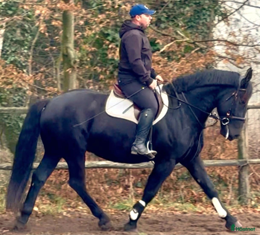 Allround hästar till salu: Bombproof allrounder for Christmas i Örsundsbro - Annons 2