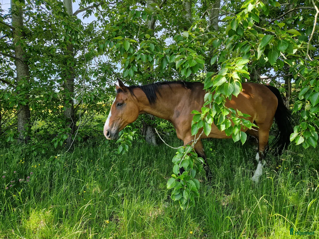 Övrigt hästar till salu: Rhianna söker ett nytt 🌟🌟🌟🌟🌟 🏡!  i Liatorp - Annons 2