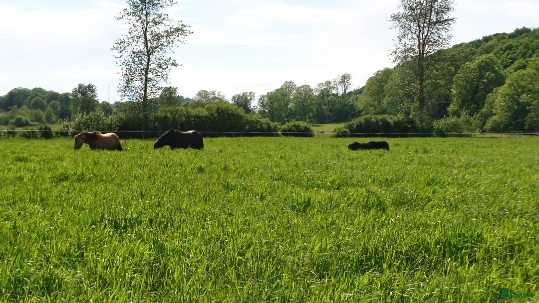 stallplats finnes: Plats på lösdrift finns i Kungsbacka - Annons 4