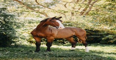  hästar i Näsum - Annons 2