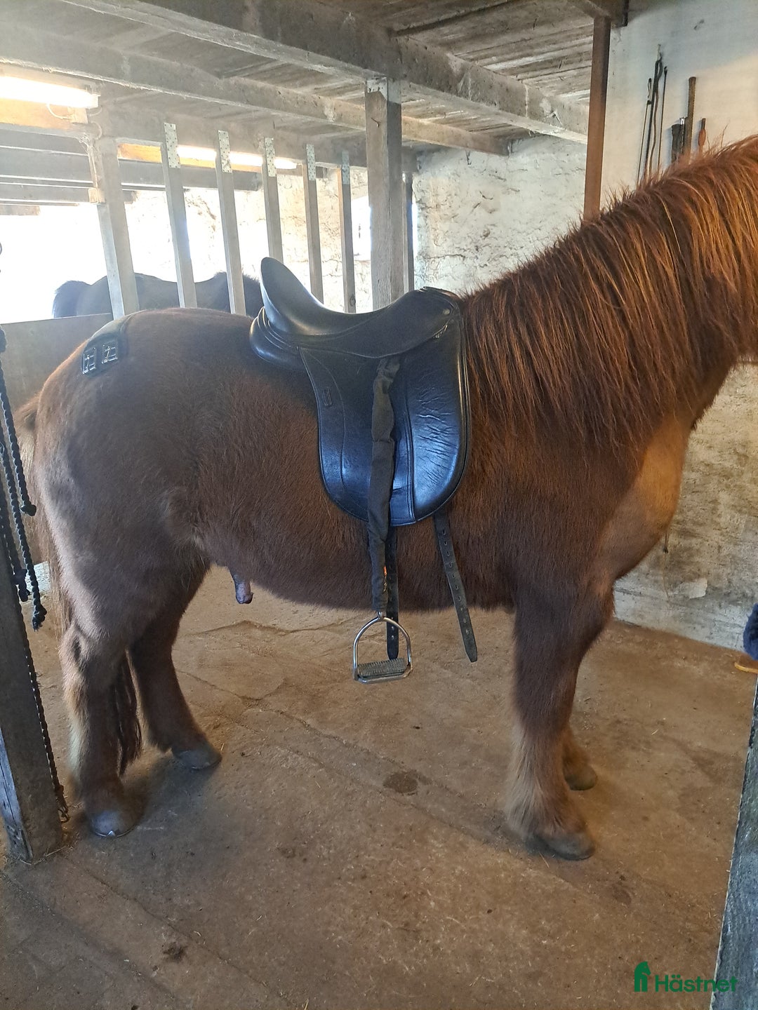 Sadlar hästutrustning till salu: Dressursadel Schleese Pirat  - Annons 6