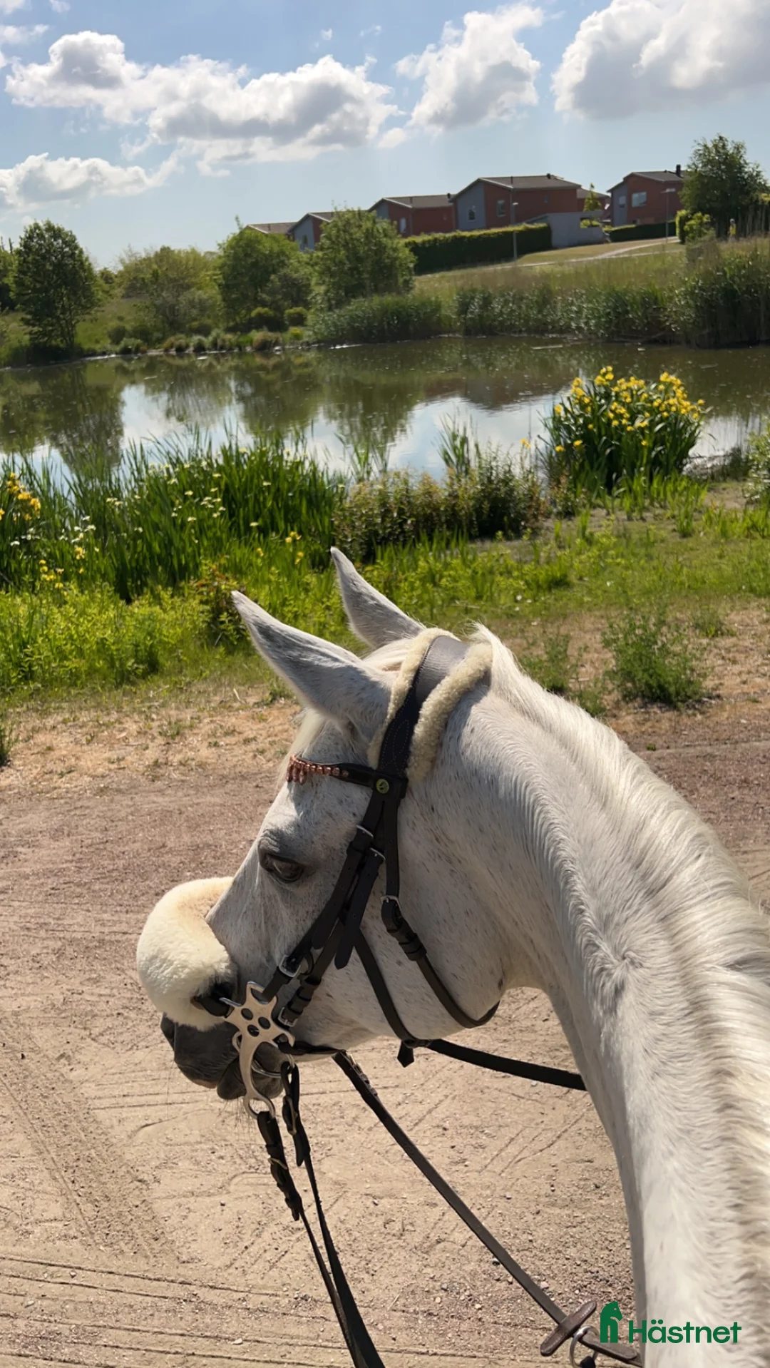Allround hästar till salu: Finaste stoet säker fodervärd/köp i Staffanstorp - Annons 6