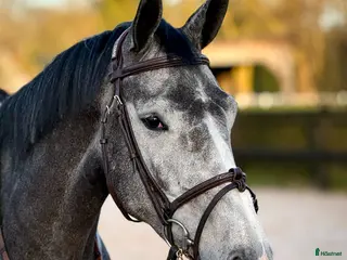 hästar Sto 2022 Comilfo Plus - Cardento - Annons 6