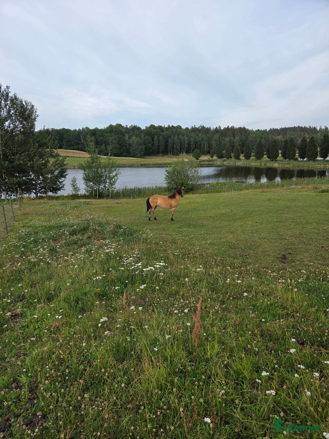 Allround hästar till salu: *Sänkt pris* Russto f. 2020, ca 122 cm i Gusum - Annons 5