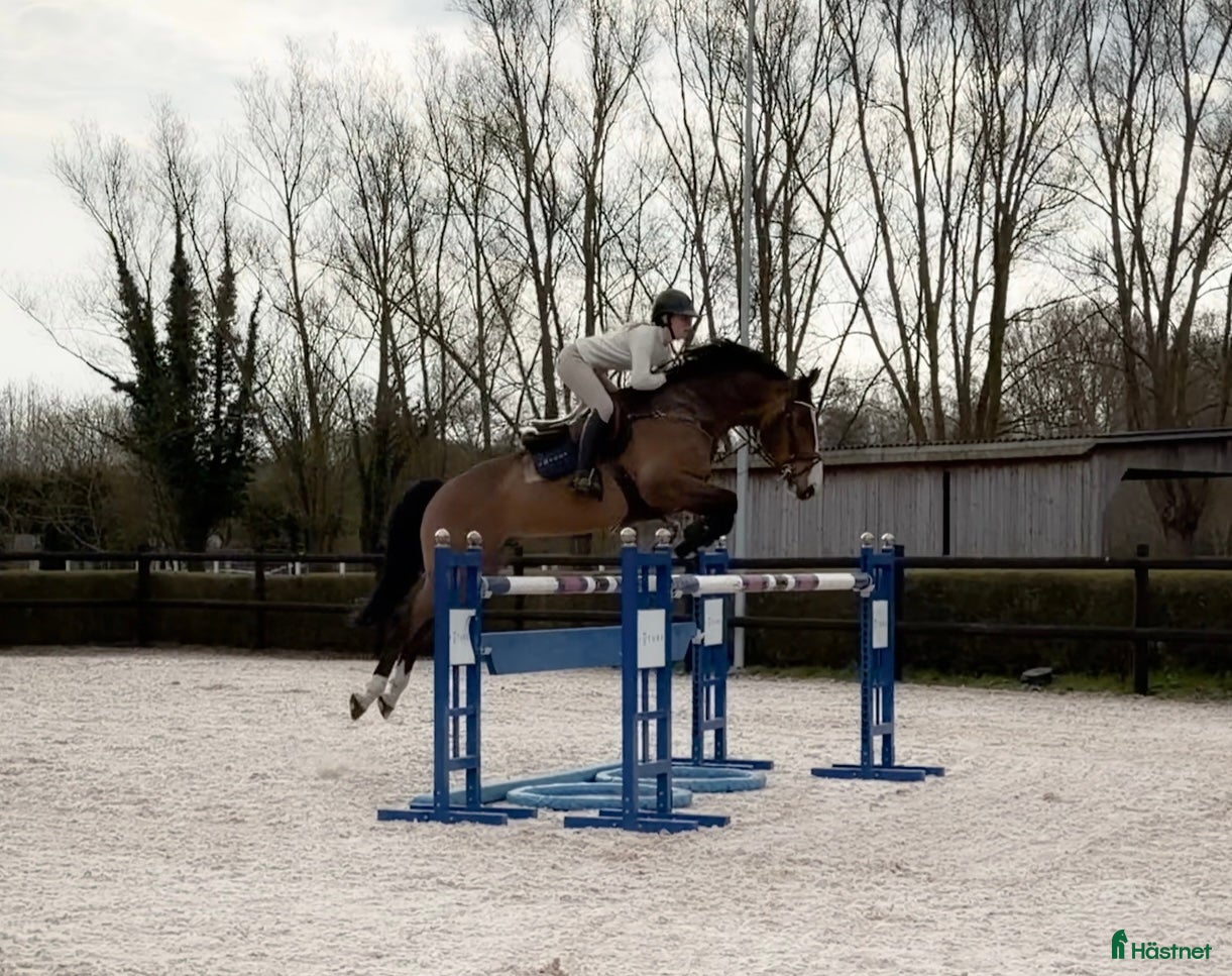  hästar Valack med mycket scoop - Annons 1