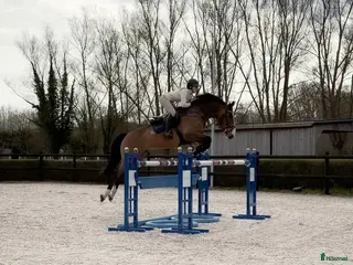 hästar Valack med mycket scoop - Annons 1