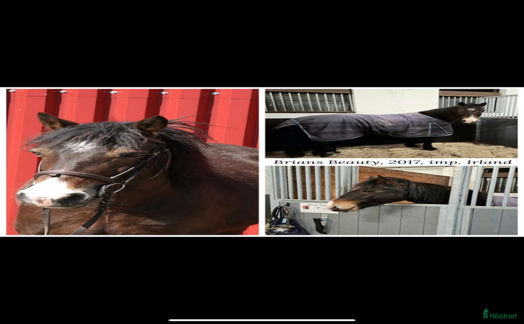  hästar Snäll gullig ponny. i Torslanda - Annons 8