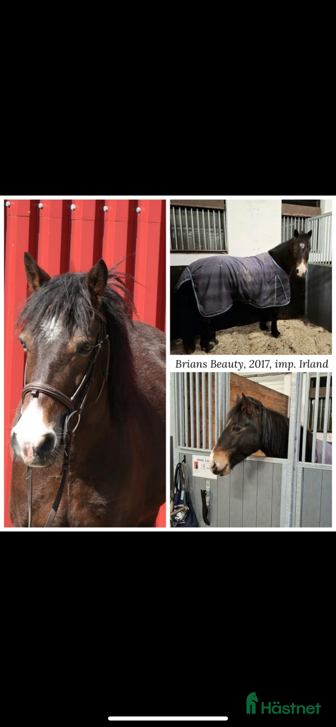 Allround hästar till salu: Snäll gullig ponny. i Torslanda - Annons 1