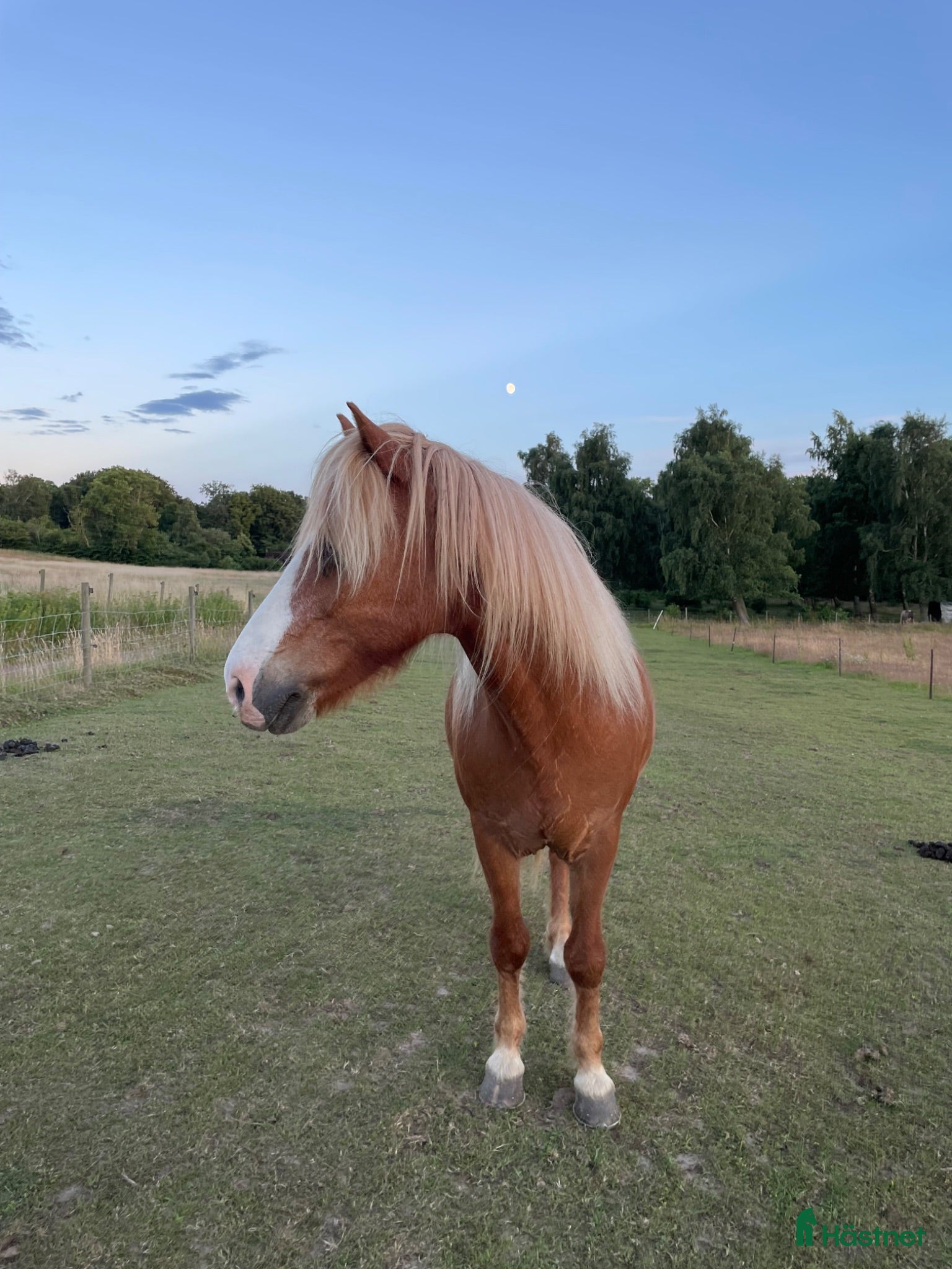  foderhäst Fodervärd sökes till Vidar 🐴 - Annons 2