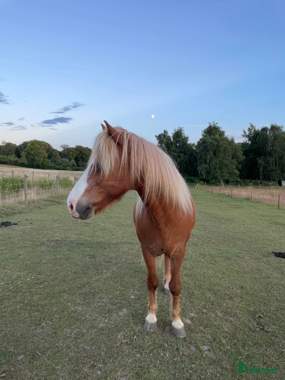  foderhäst finnes: Fodervärd sökes till Vidar 🐴 i Helsingborg - Annons 1