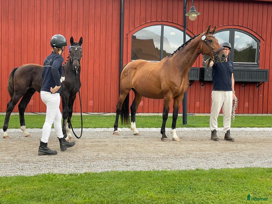 Avelshästar hästar till salu: Avelssto med avkomma i Falsterbofinal i Valbo - Annons 2