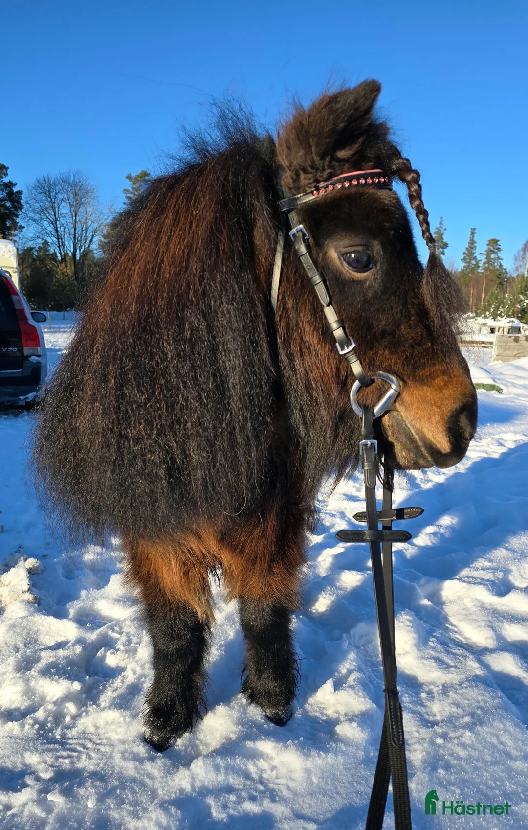 Allround hästar till salu: Sockersött shettissto i Mjölby - Annons 2