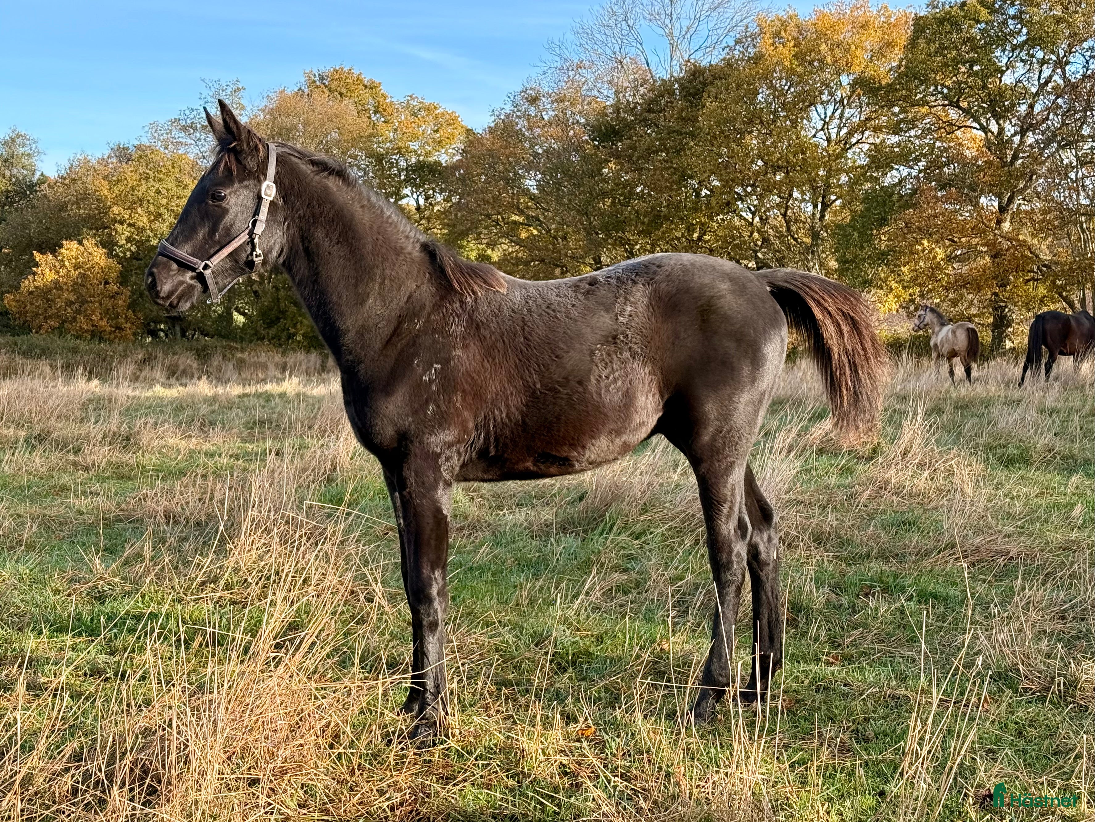  hästar Svart hingst e. Diero Lux N i Nyhamnsläge - Annons 2