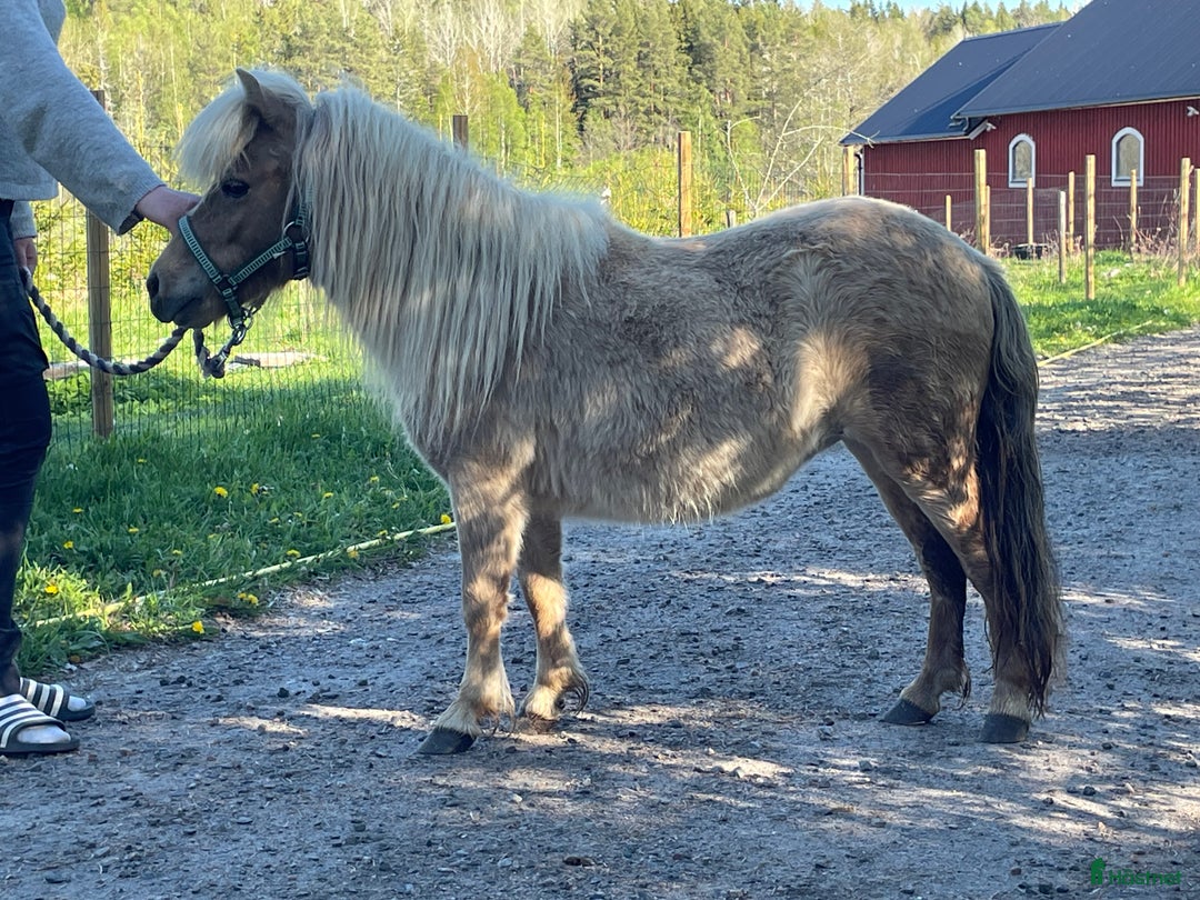 Allround hästar till salu: Mushroom minishetlandssto!  i Heby - Annons 2