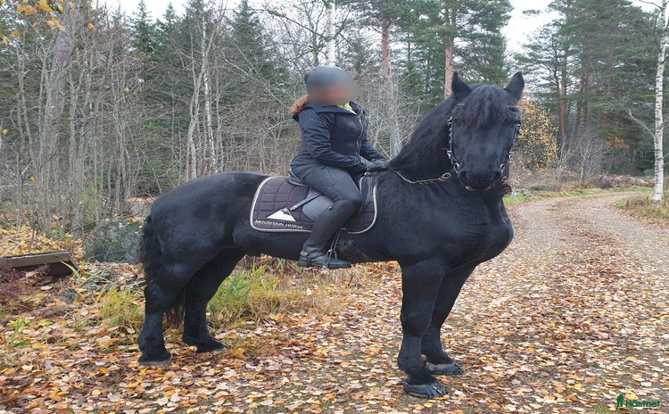  medryttarhäst finnes: Medryttare sökes till frieserhingst i Alunda - Annons 14