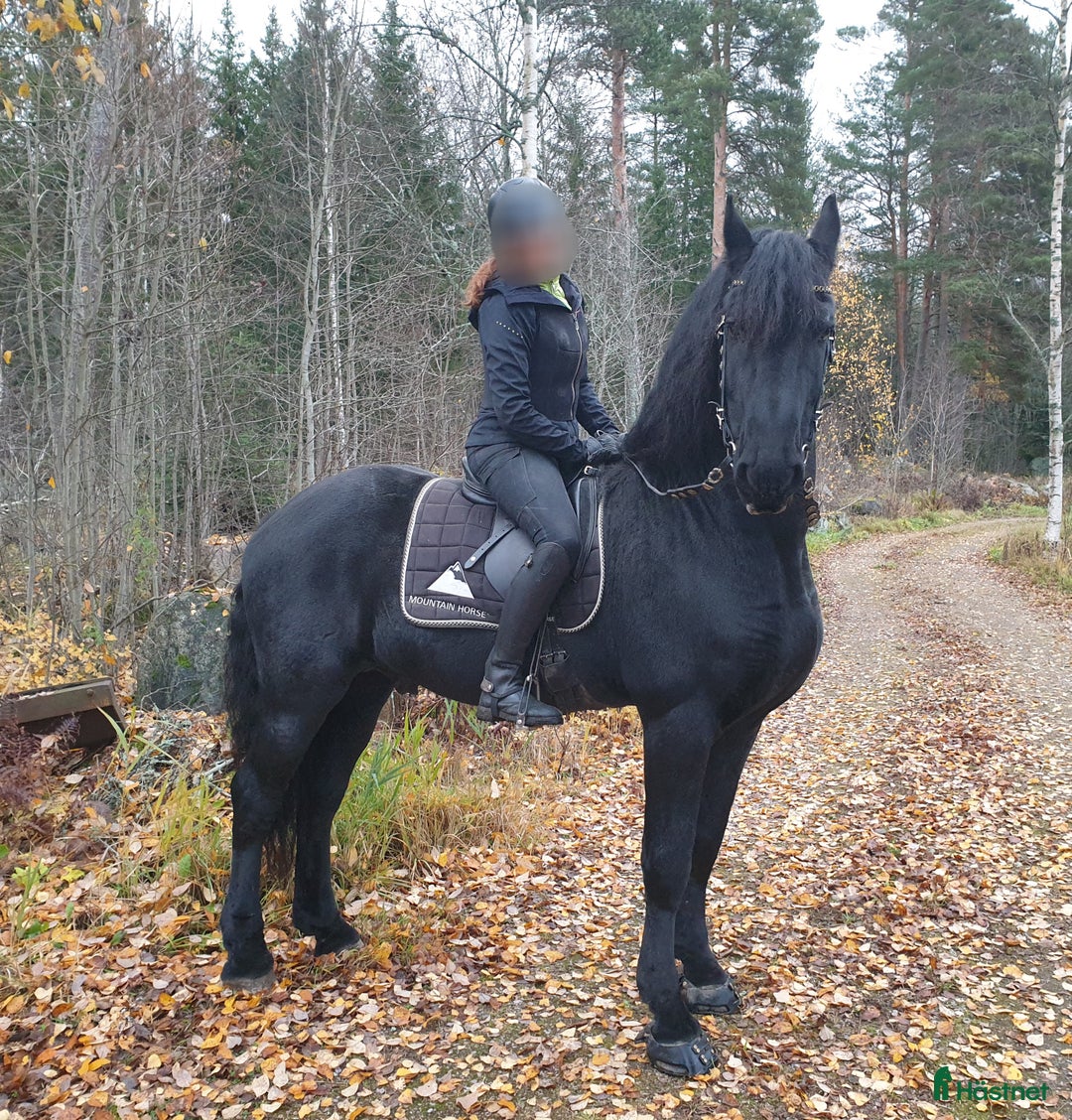  medryttarhäst finnes: Medryttare sökes till frieserhingst - Annons 1