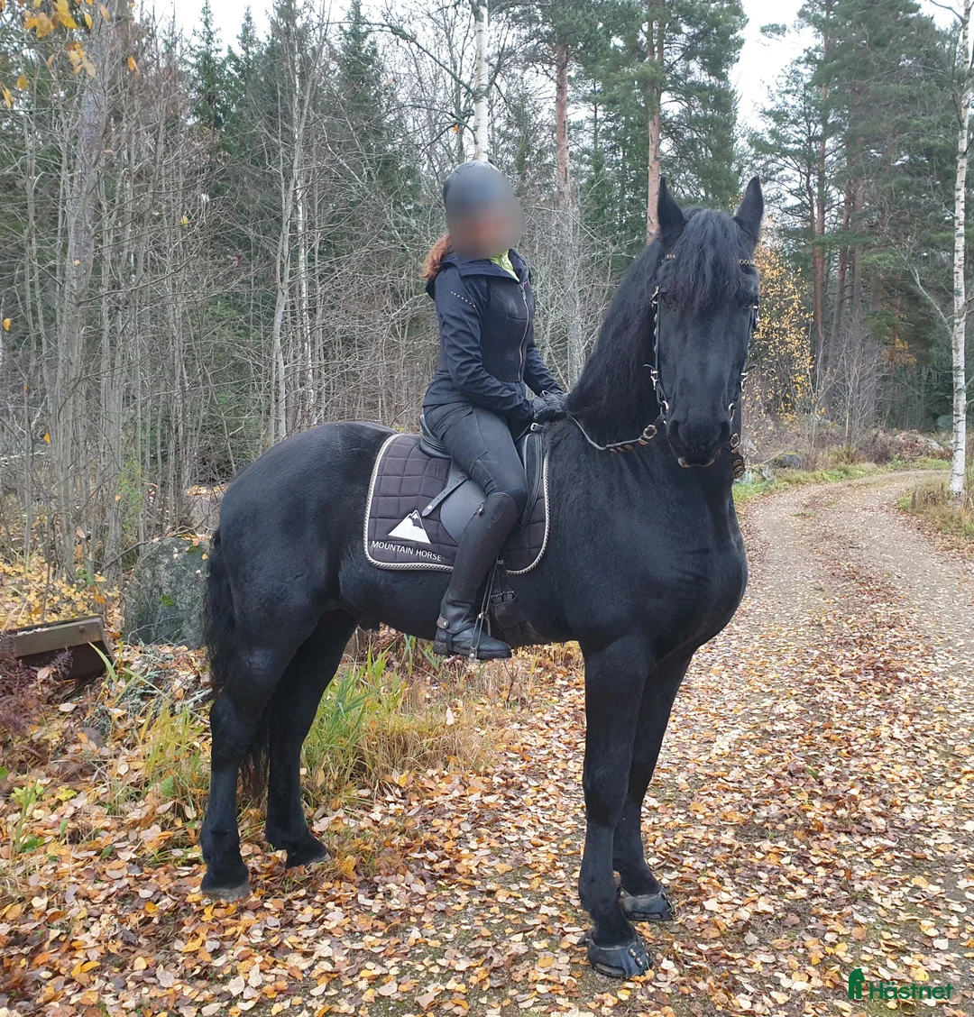  medryttarhäst finnes: Medryttare sökes till frieserhingst - Annons 1