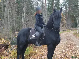 medryttarhäst finnes: Medryttare sökes till frieserhingst - Annons 20
