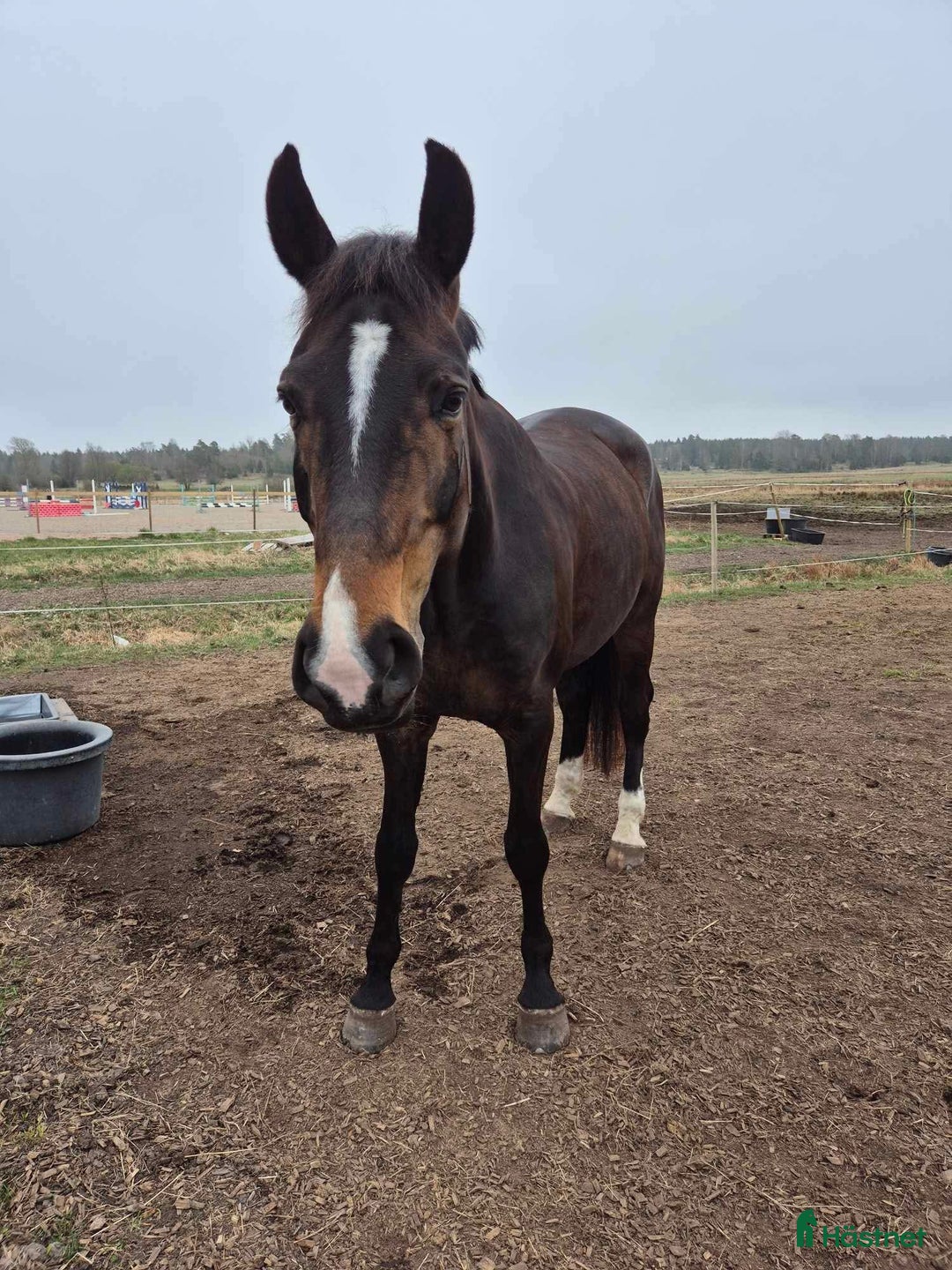 Allround hästar till salu: Energifull valack med stor personlighet i Märsta - Annons 1