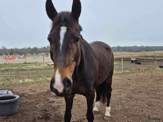 hästar Energifull valack med stor personlighet i Märsta - Annons 4