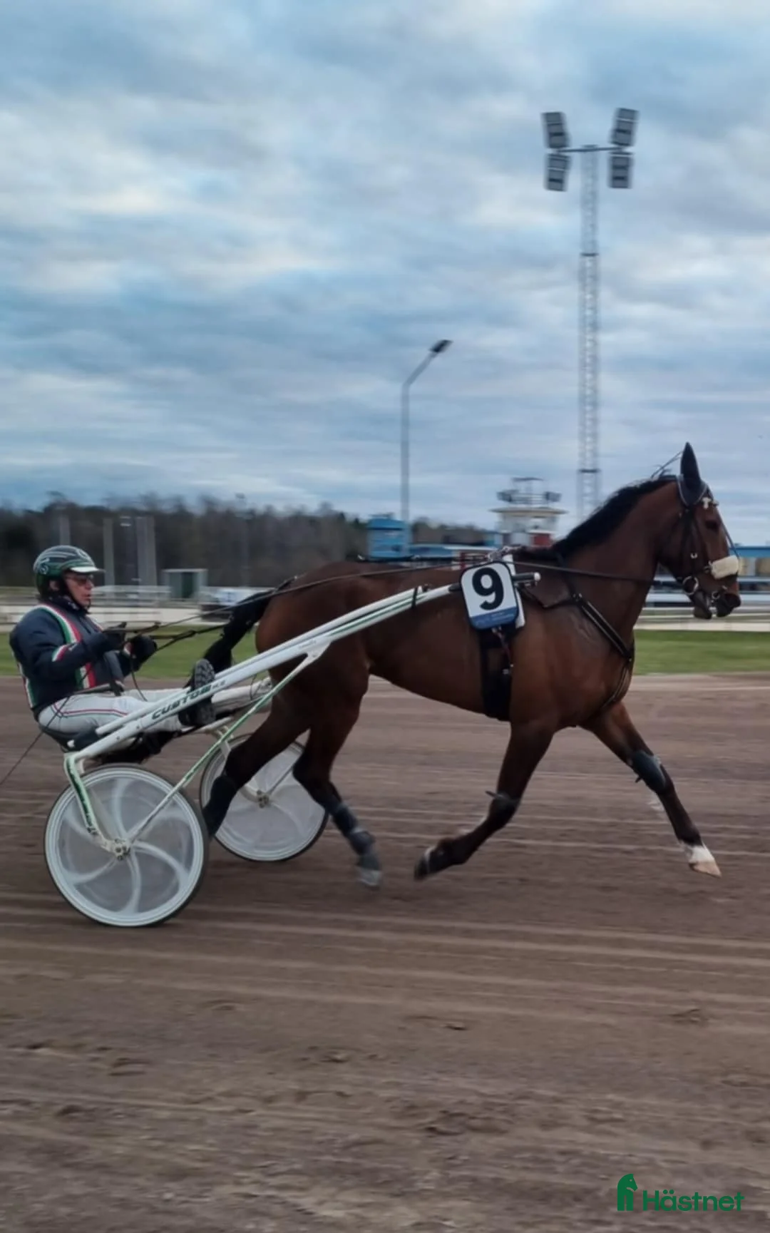 Trav hästar till salu: Till Avel E: Nunico - Annons 1