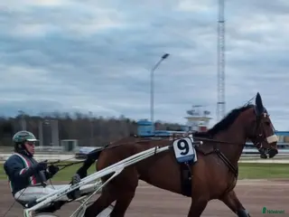 hästar Till Avel E: Nunico - Annons 1