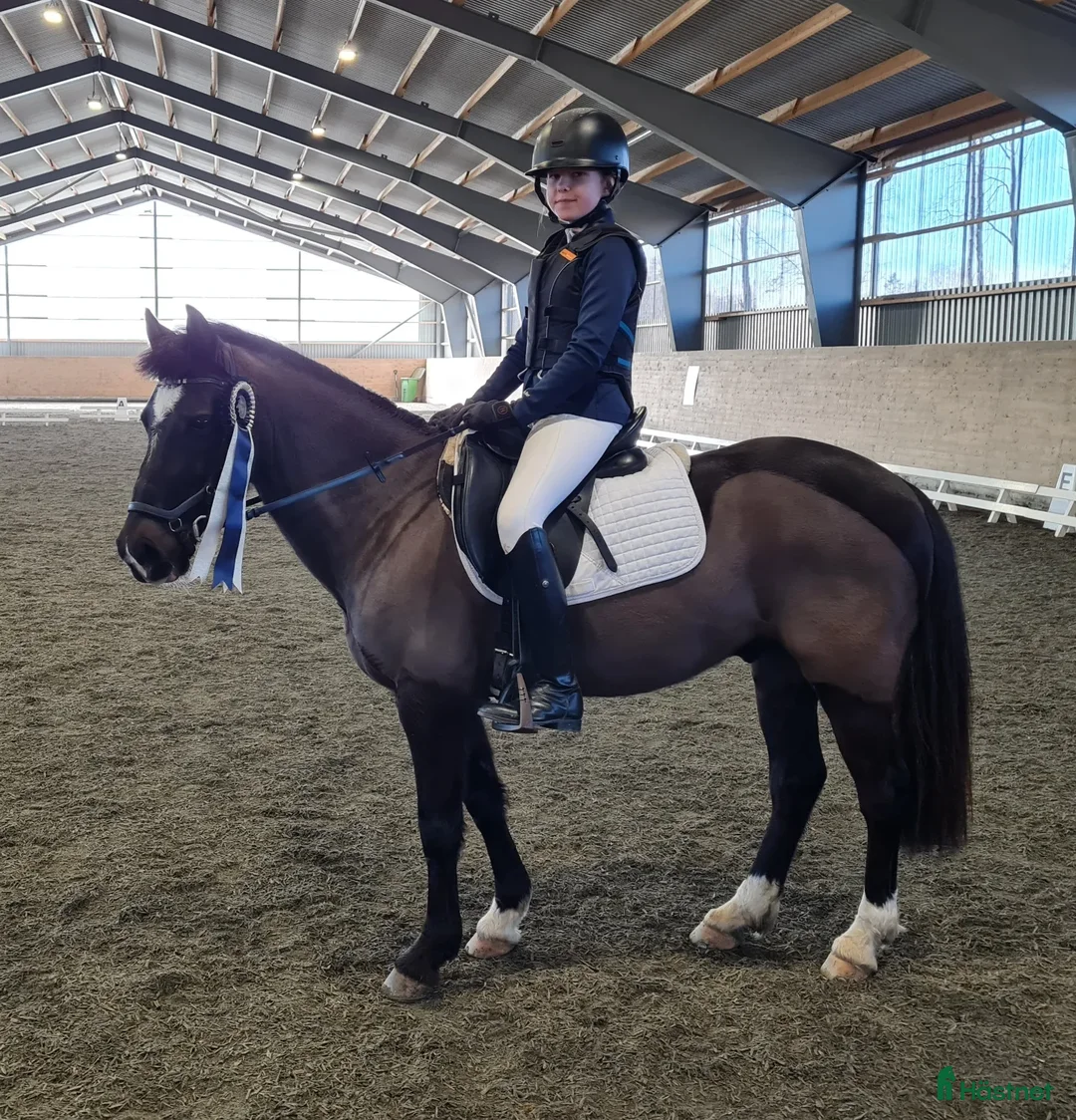 Allround hästar till salu: Trevlig ridkompis och läromästare i Sankt OLOF - Annons 6