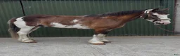 Allround hästar till salu: Irish riding ponies  - Annons 27