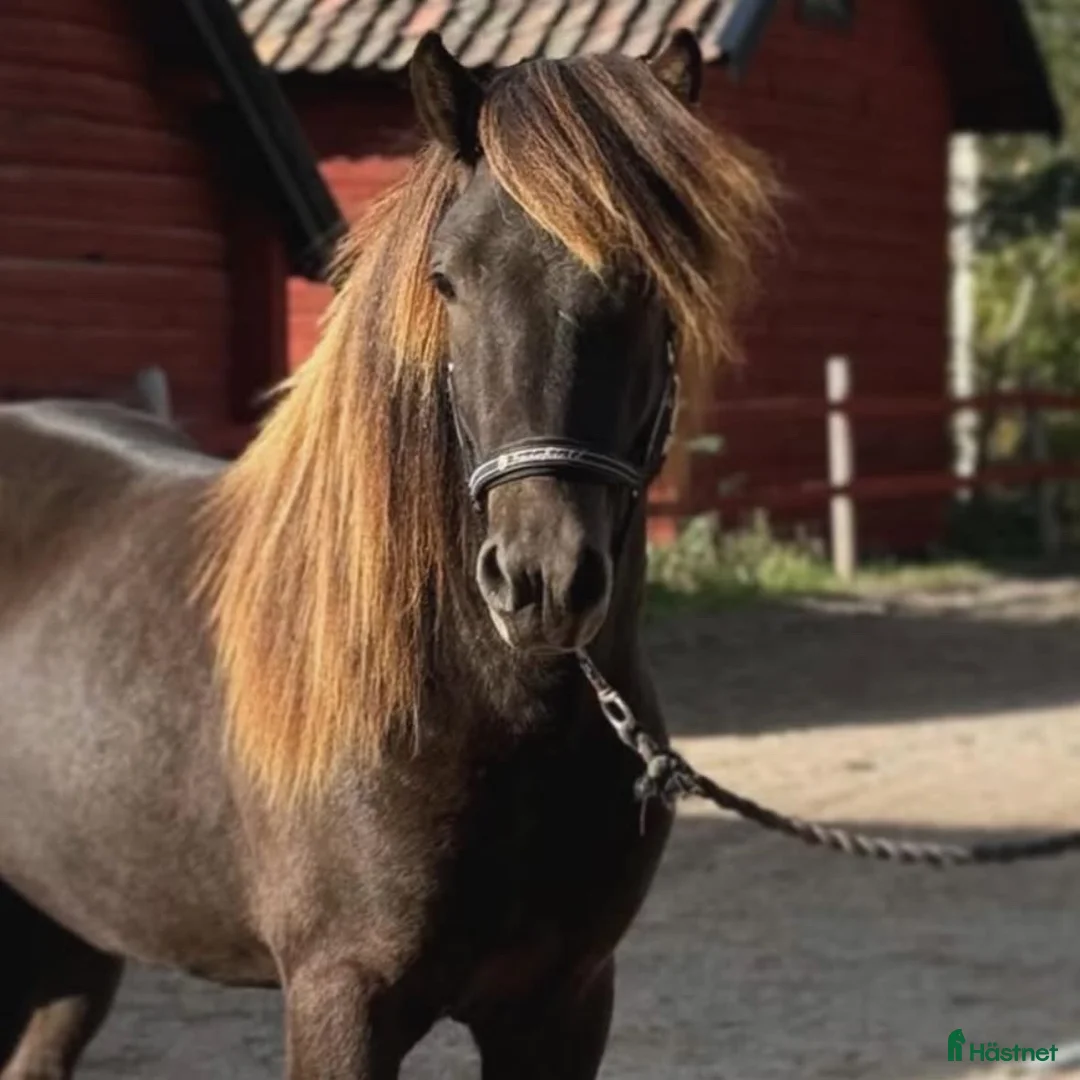 Island hästar till salu: Harrý i Söderbärke - Annons 2