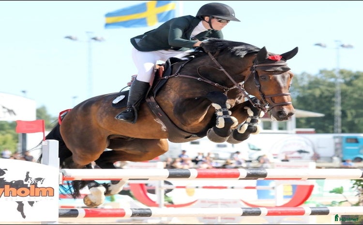  hästjobb i Linghem - Annons 14