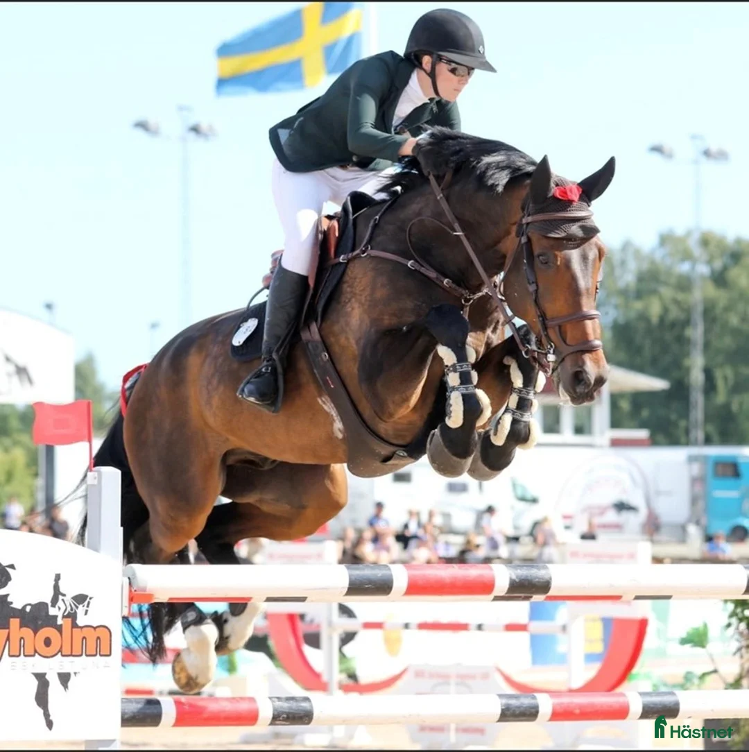  hästjobb finnes: Praktikplats - plats finns fr o m v 15 - Annons 1