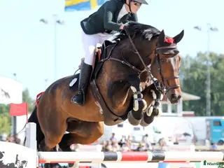 hästjobb Praktikplats - plats finns fr o m v 15 - Annons 13