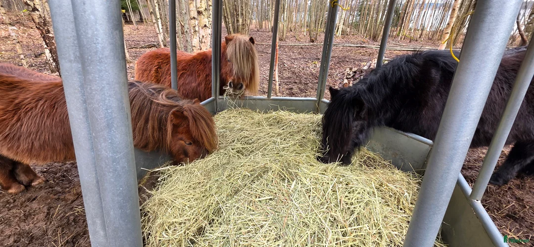 Övrigt hästar till salu: Våra tre ponnyer söker ett nytt hem. - Annons 15