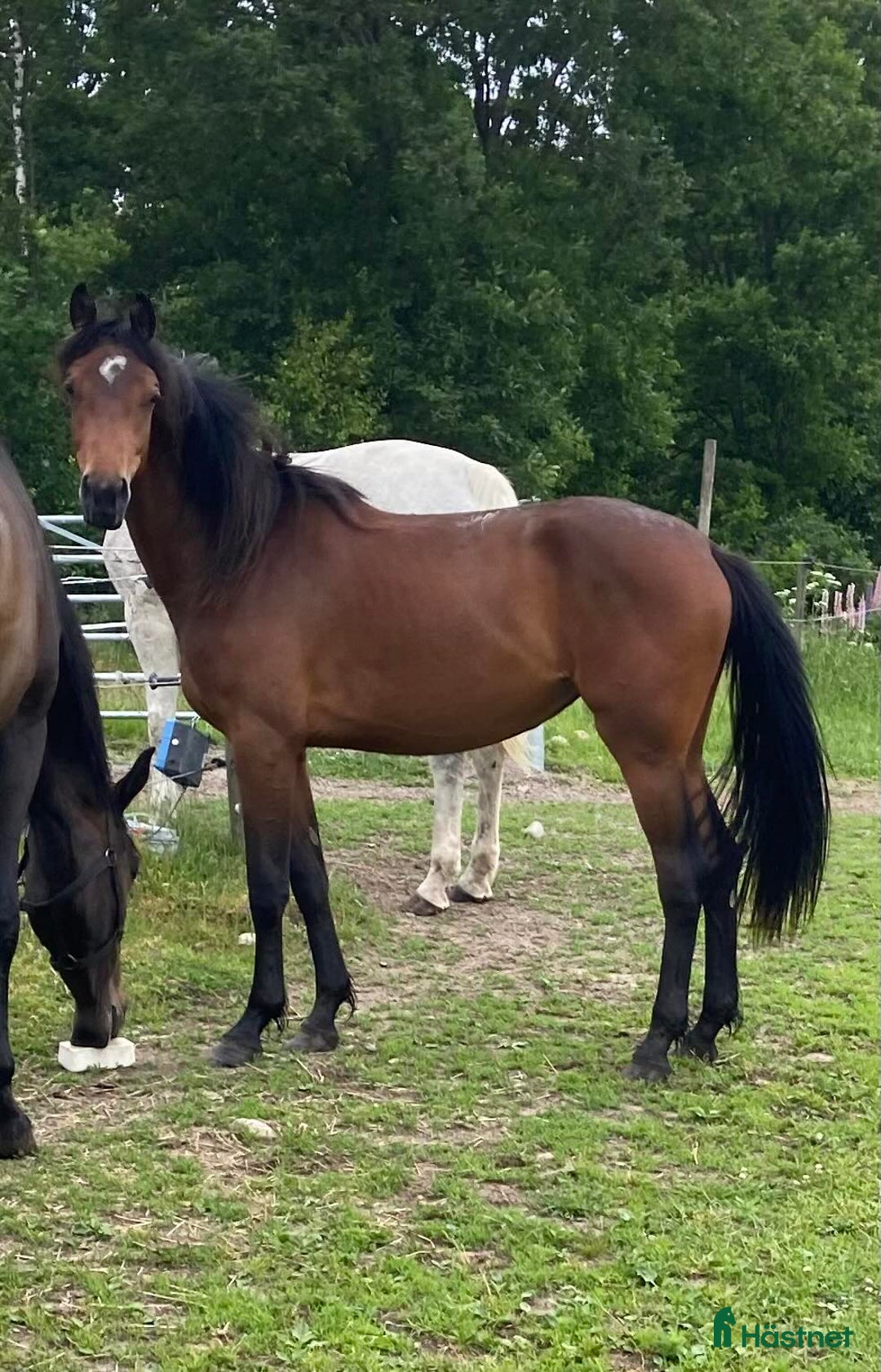 Hoppning hästar till salu: Hopphäst mindre modell till satsande ryttare i Heberg - Annons 1