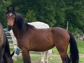 hästar Hopphäst mindre modell till satsande ryttare i Heberg - Annons 5