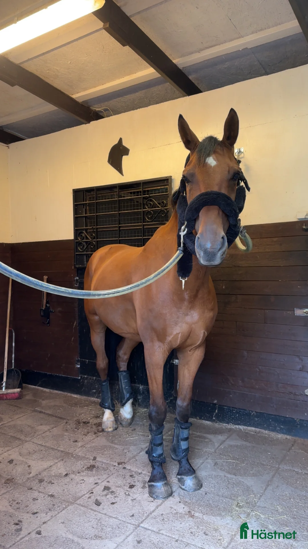 Hoppning hästar till salu: Fin hopphäst med stor kapacitet – 9-årig valack - Annons 2