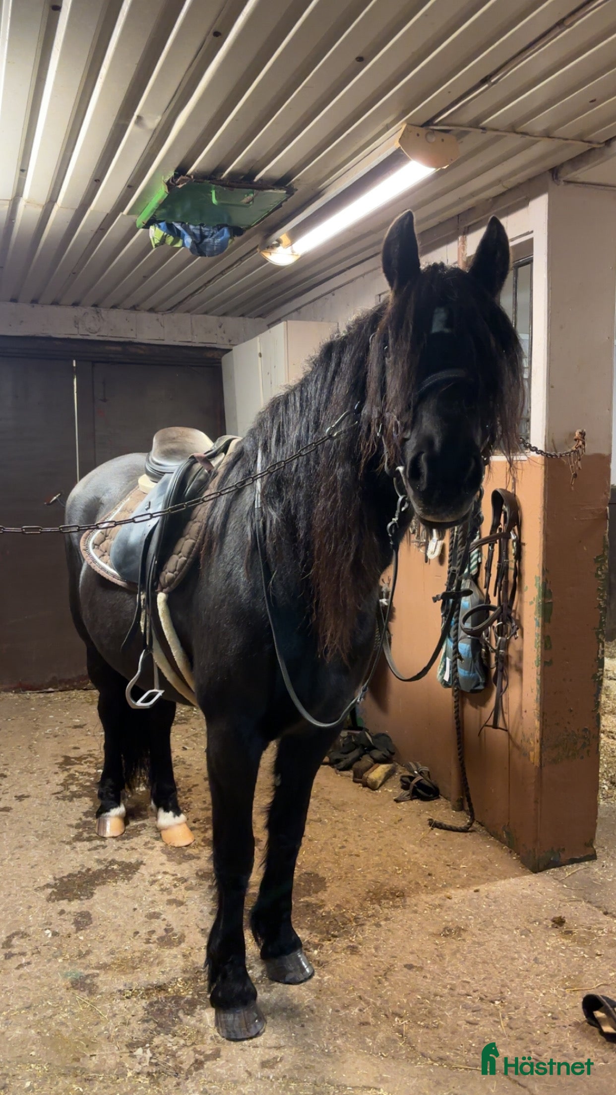  hästar Ridhäst eller avel? - Annons 18