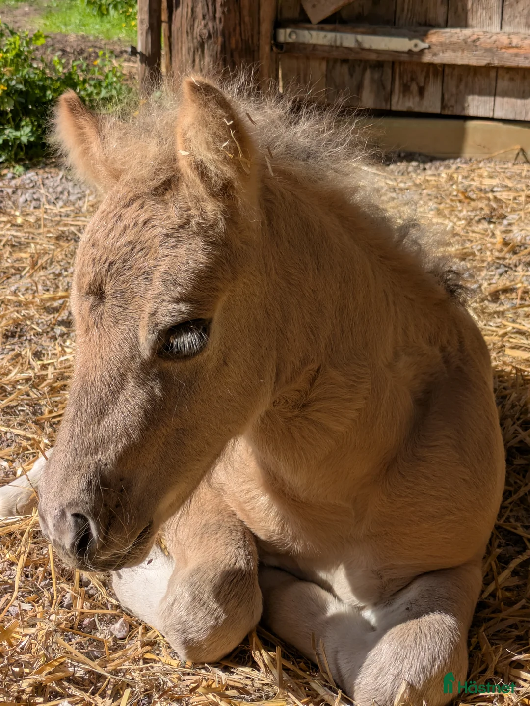 Allround hästar till salu: Härlig kille. i Edsbyn - Annons 3