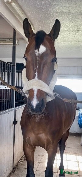 Allround hästar till salu: 8-årigt snyggt & trevligt sto i Vellinge - Annons 1