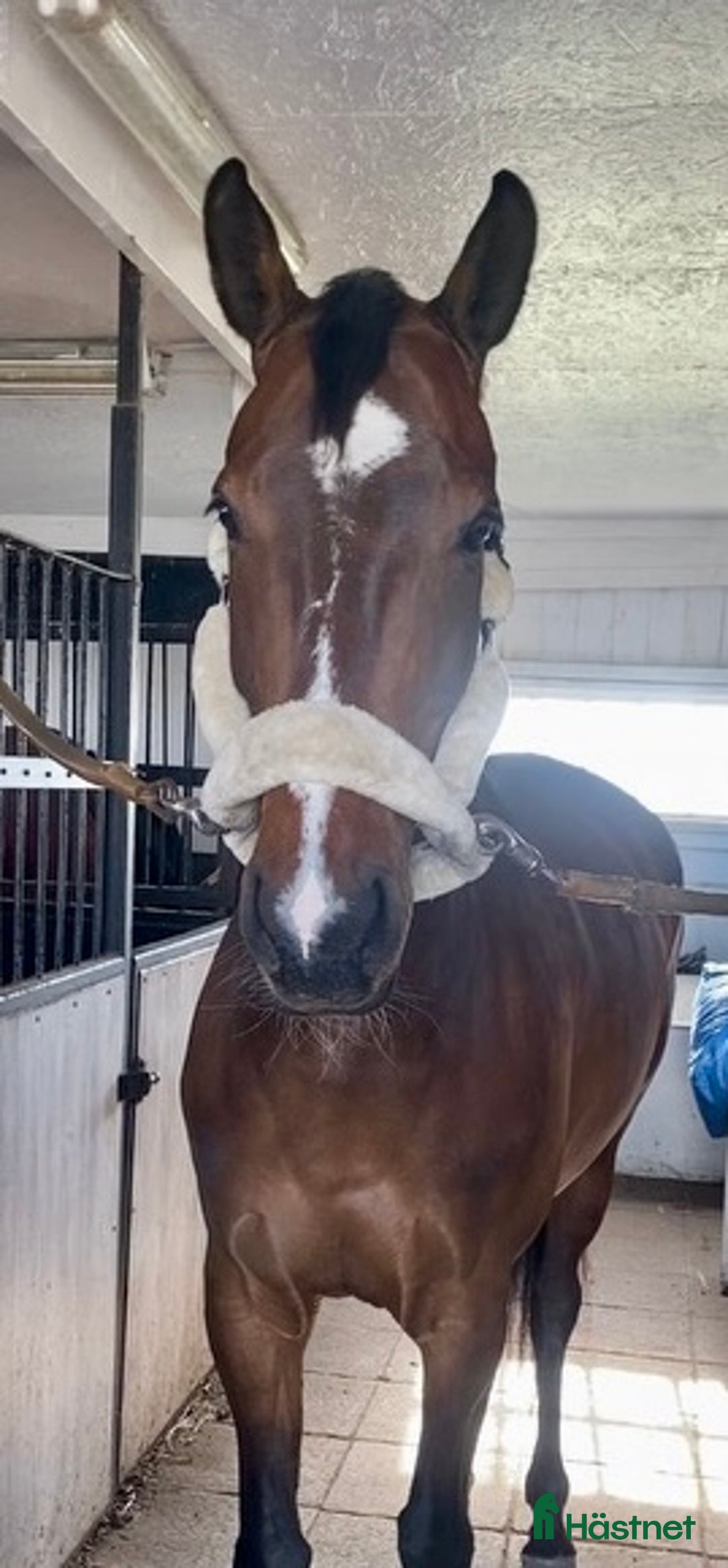 Allround hästar till salu: 8-årigt snyggt & trevligt sto i Vellinge - Annons 1