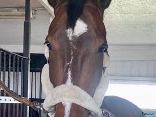 hästar 8-årigt snyggt & trevligt sto i Vellinge - Annons 3