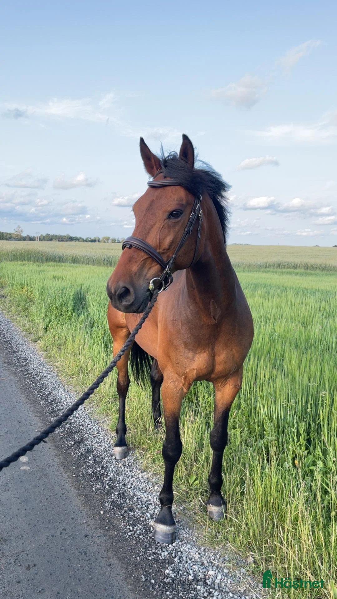  foderhäst finnes: Medryttare/halvfodervärd sökes - Annons 1
