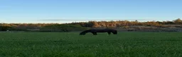  medryttarhäst finnes: Skogsmullehäst söker medryttare - Annons 4