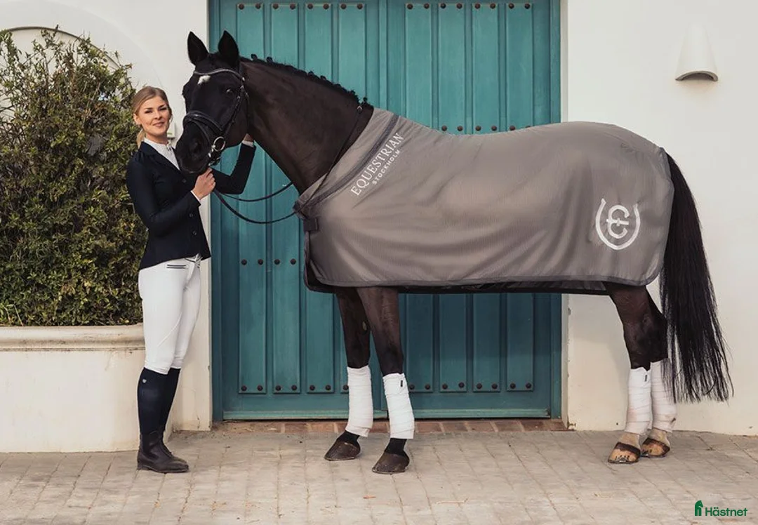 Täcken hästutrustning till salu: Equestrain Stockhom Svettäcke, Es Svettäcke i Trångsund - Annons 1