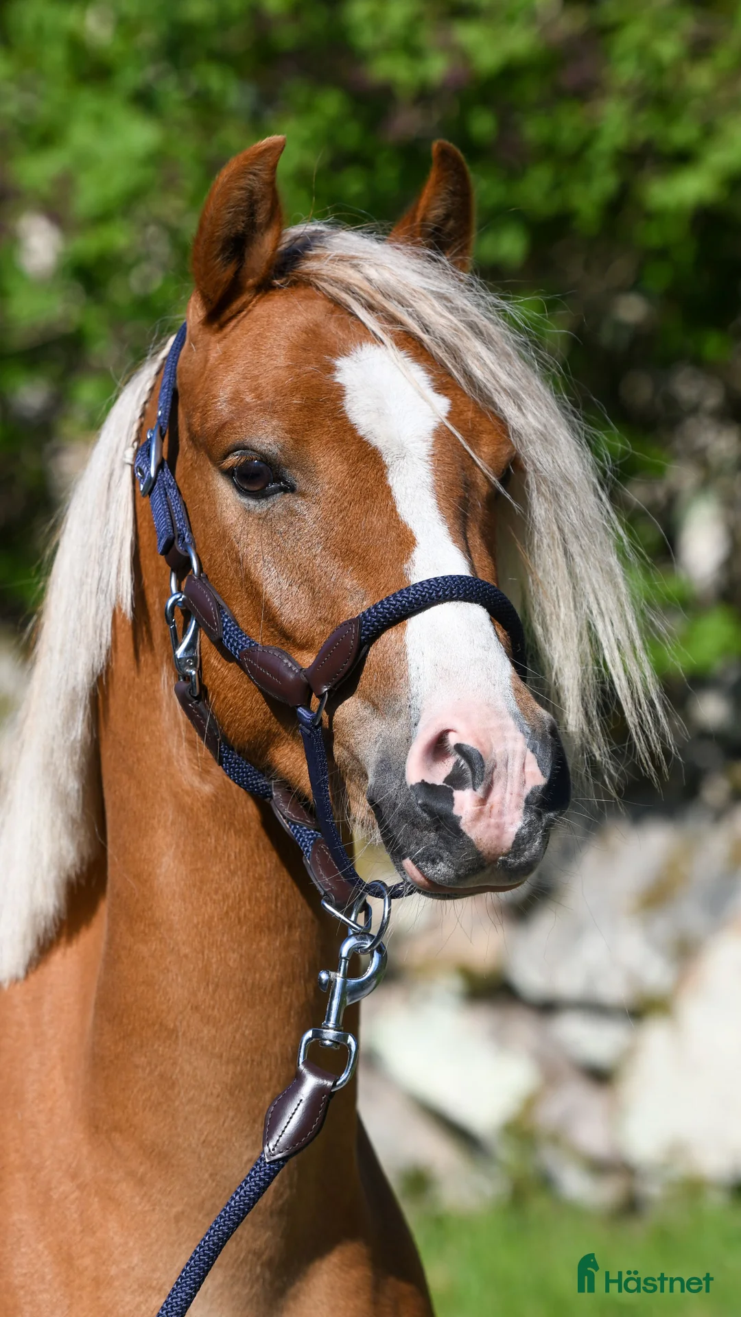 Allround hästar till salu: Lovande ponny för hoppning/dressyr!  - Annons 4