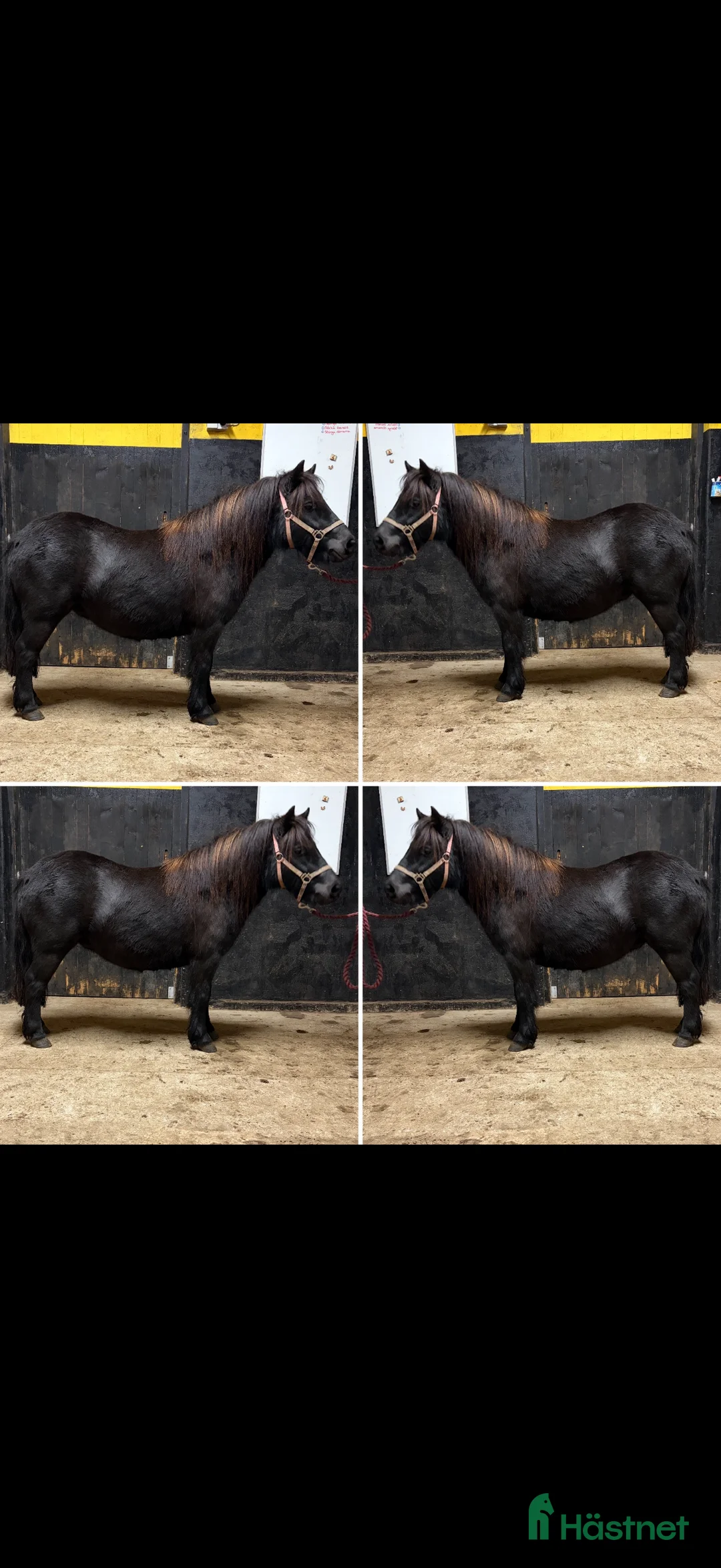 Allround hästar till salu: Shettisar  i Hallaröd - Annons 2