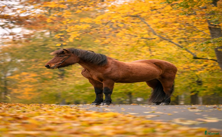  hästar i Rö - Annons 1