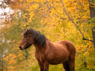 hästar i Rö - Annons 1